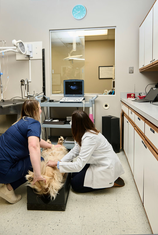 Evaluating a patient with our state of the art ultrasound. We have a board certified radiologist that rotates through the practice to perform our abdominal ultrasounds specifically for Pet Village of Brentwood.